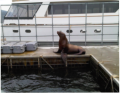Chain link helping to secure Sea Lions at a Vancouver rehabilition centre